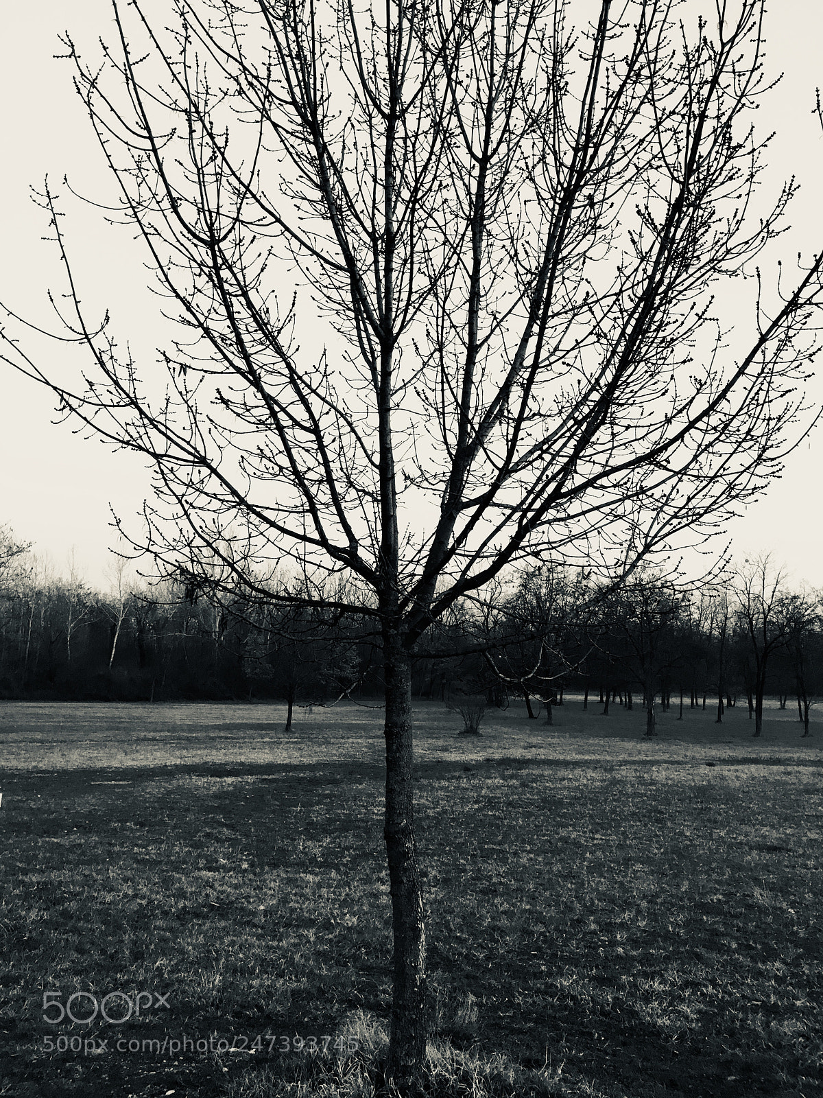Apple iPhone SE sample photo. Untitled photography