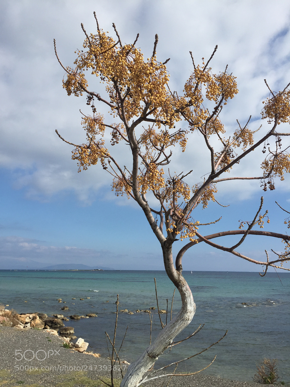 Apple iPhone 6 sample photo. Winter coast scenery photography