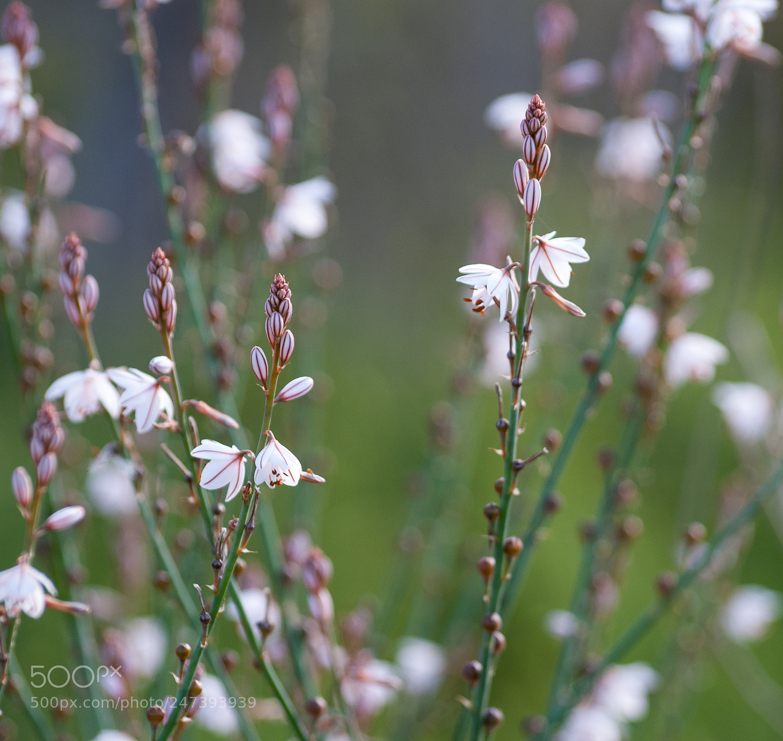 Nikon D40X sample photo. Flores photography
