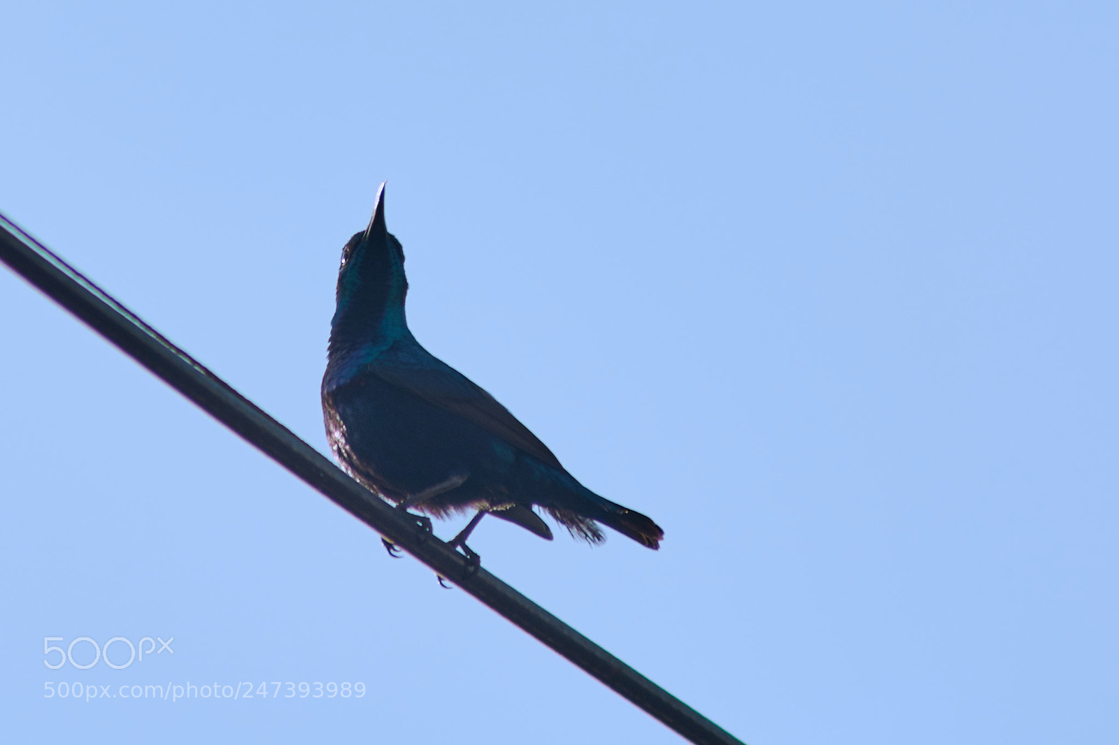 Nikon D5200 sample photo. Little sun bird in photography