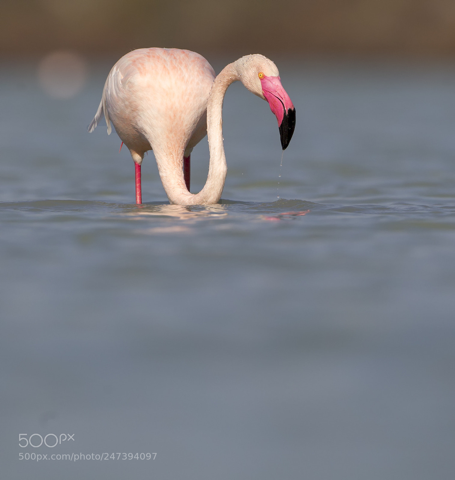 Canon EOS-1D Mark IV sample photo. Flamingo photography