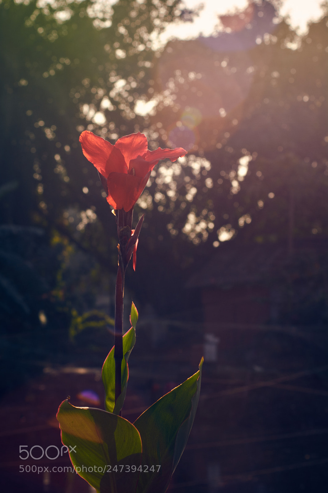 Nikon D5200 sample photo. Red velvet photography