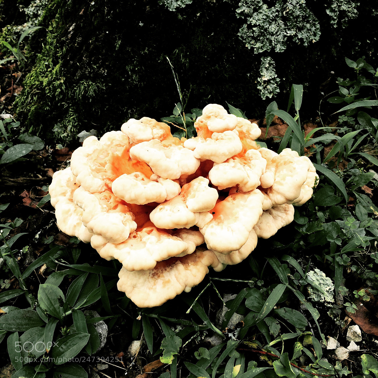 Apple iPhone 5s sample photo. Untitled photography