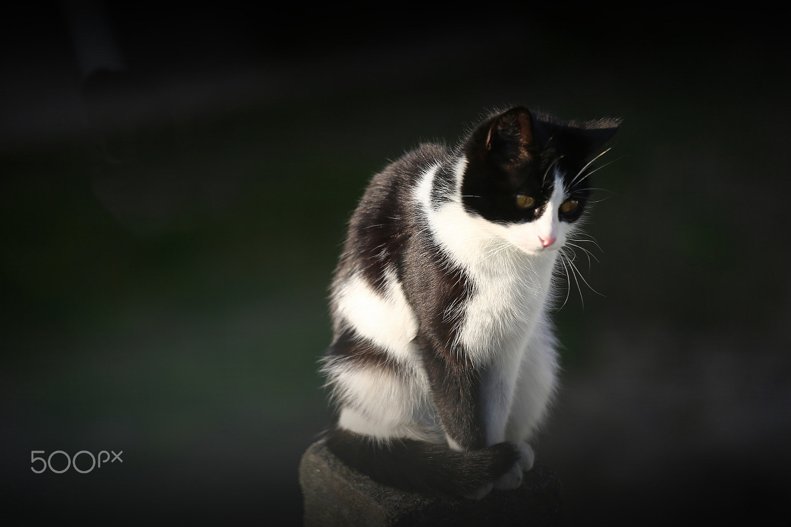 Canon EF 70-200mm F4L IS USM sample photo. Cat's life photography