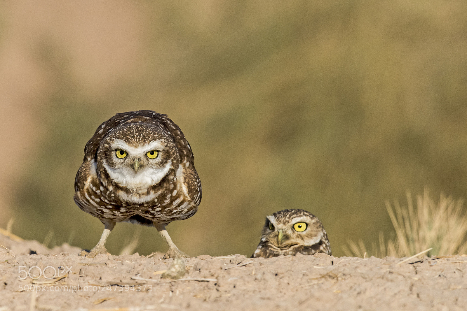 Nikon D810 sample photo. California burrowing owl photography