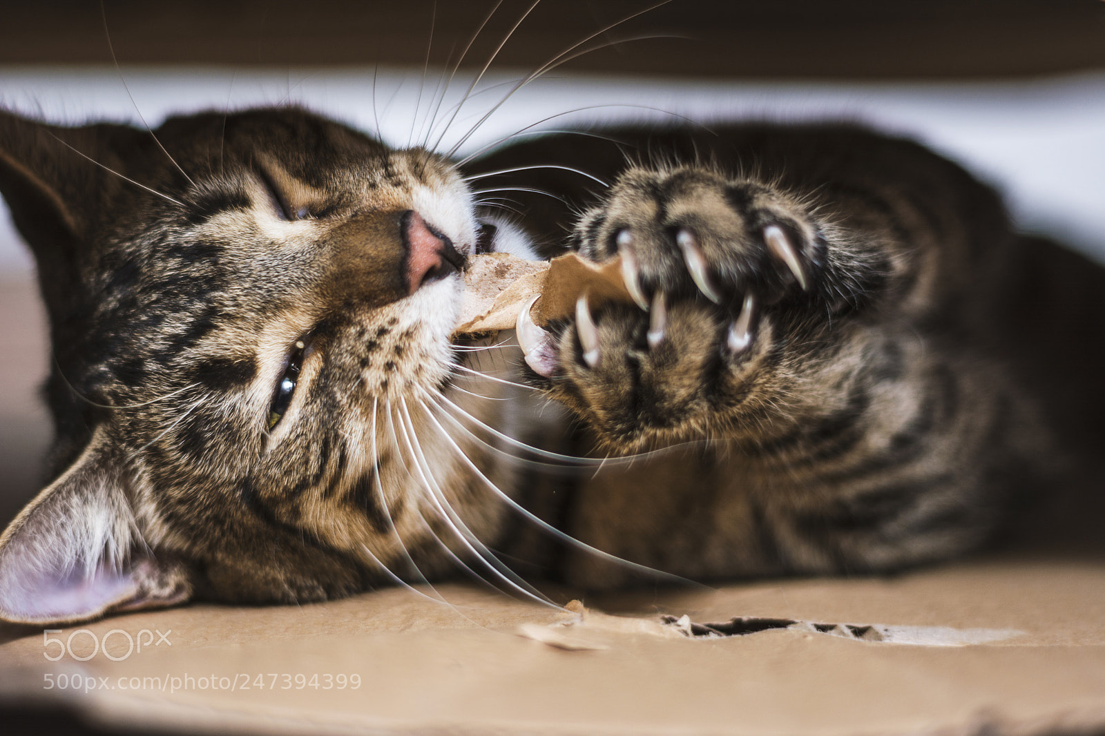 Nikon D5200 sample photo. Cat bite cardboard photography
