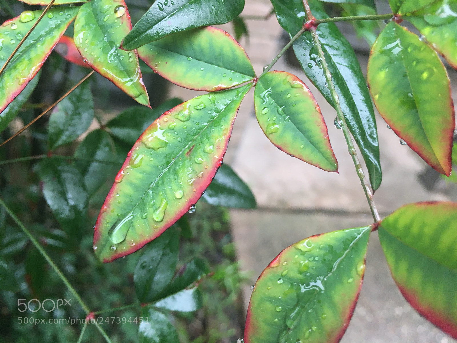 Apple iPhone 6s sample photo. Ecbc e bd photography