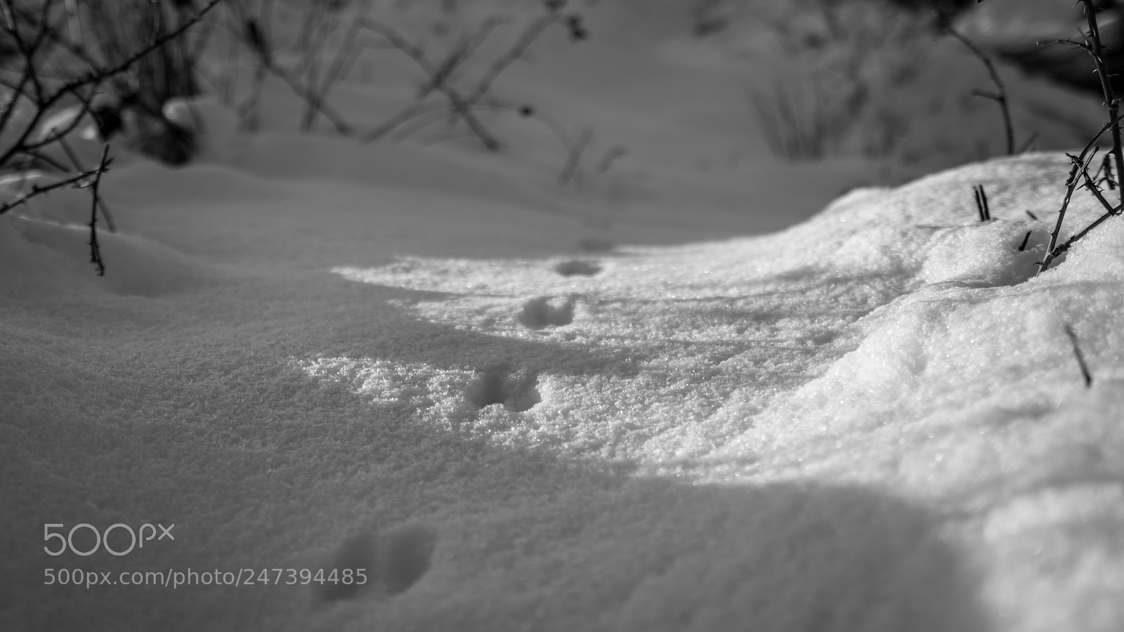 Sony a7R III sample photo. Tracks in snow photography