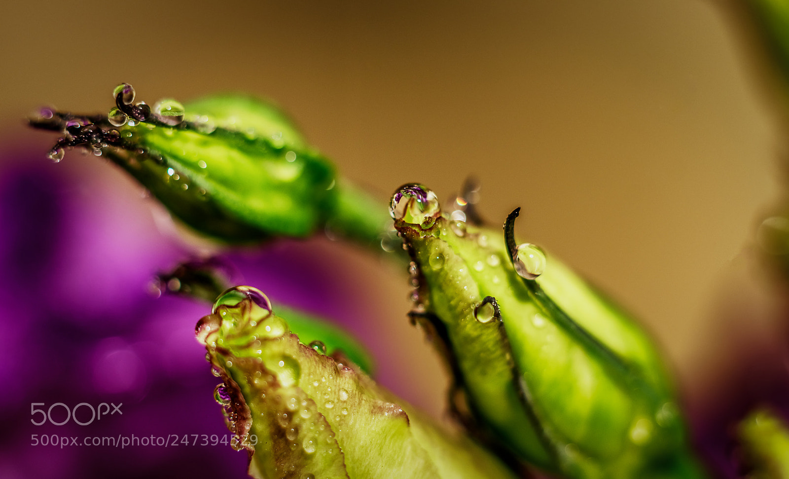 Canon EOS 200D (EOS Rebel SL2 / EOS Kiss X9) sample photo. Lisianthus bud photography