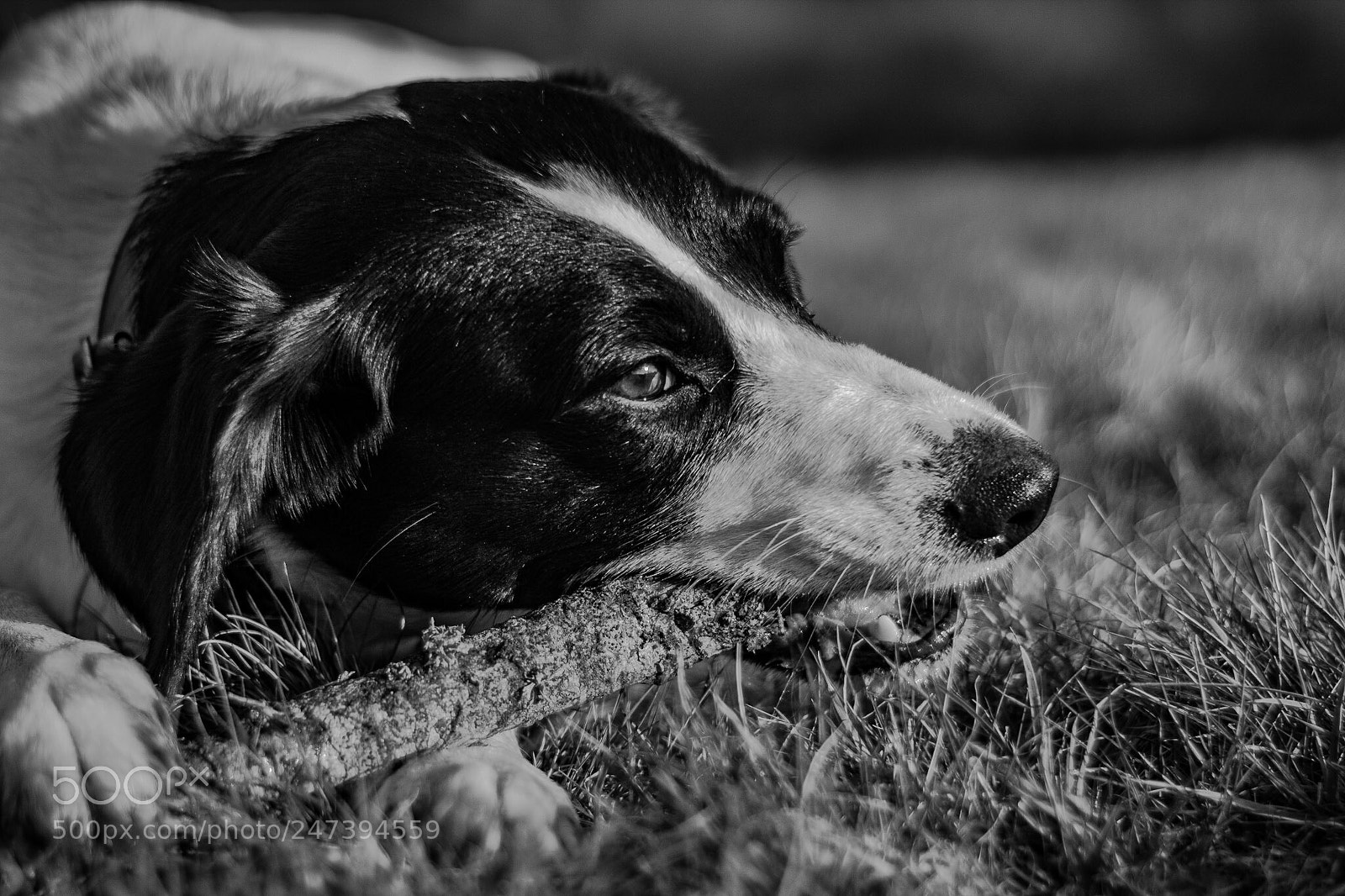 Canon EOS 1300D (EOS Rebel T6 / EOS Kiss X80) sample photo. Barking.... photography