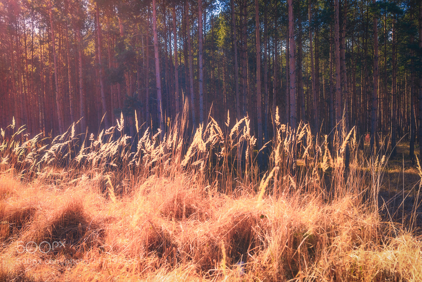 Nikon D800 sample photo. Golden wheat photography