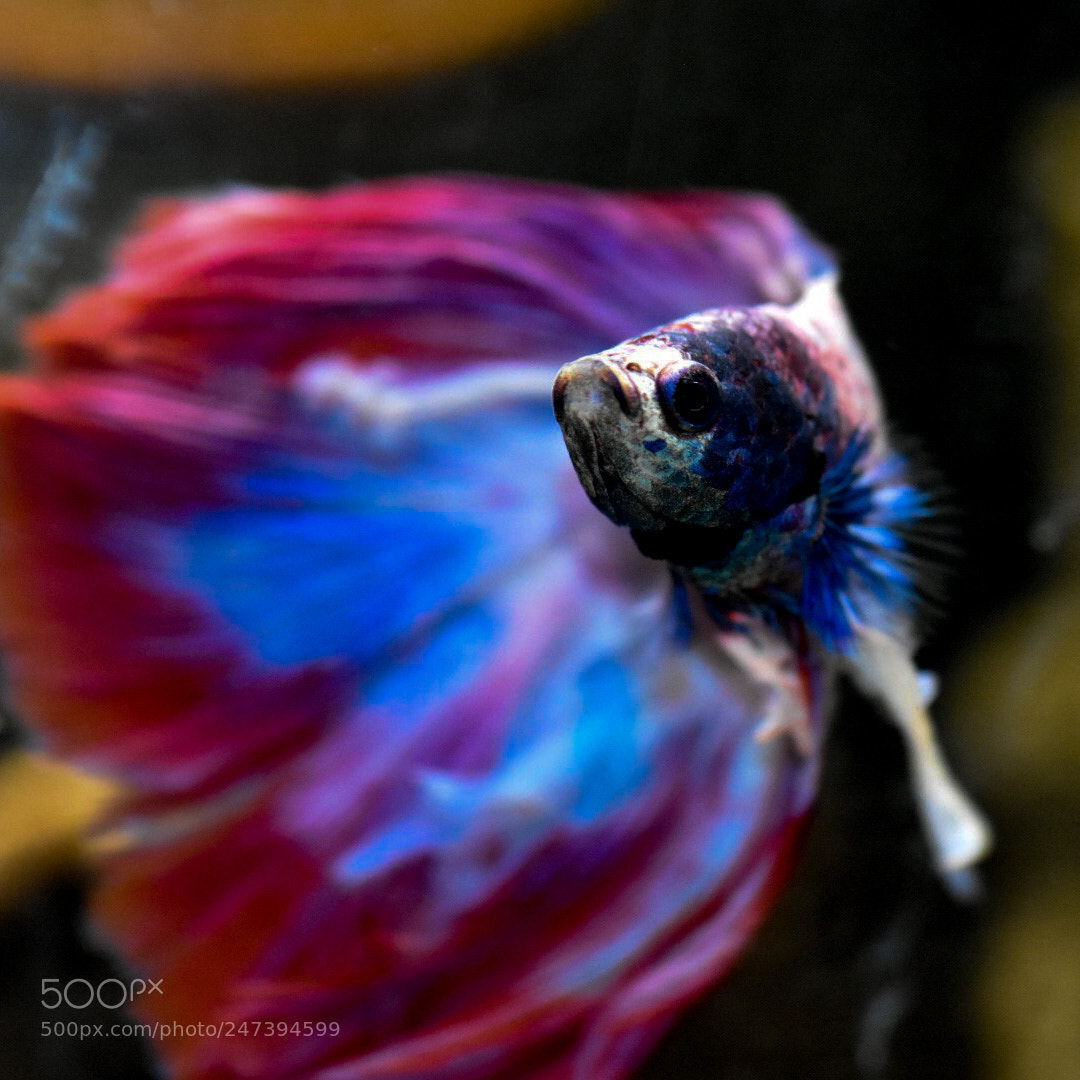 Nikon D7200 sample photo. A tiny bettafish photography