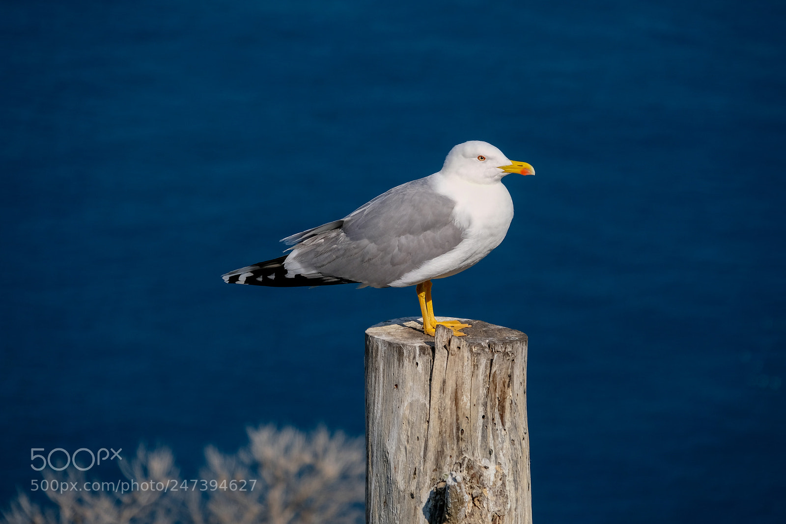 Fujifilm X-T20 sample photo. Seagull photography