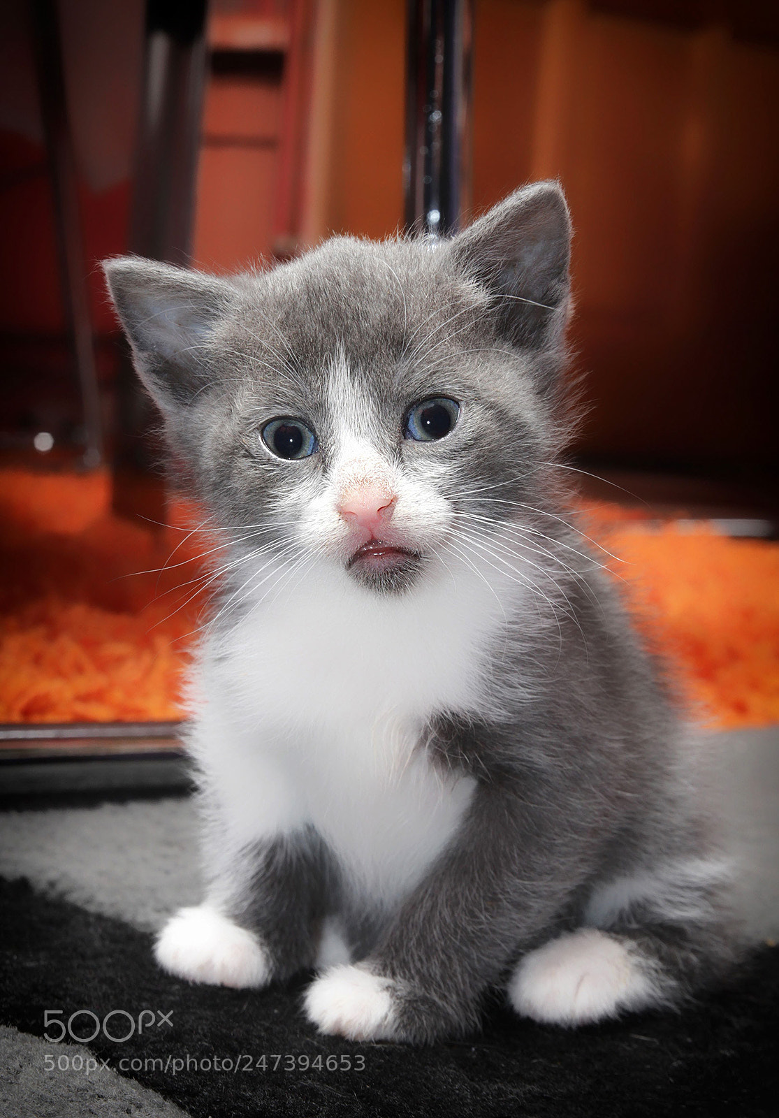 Canon EOS 60D sample photo. Kitty photography