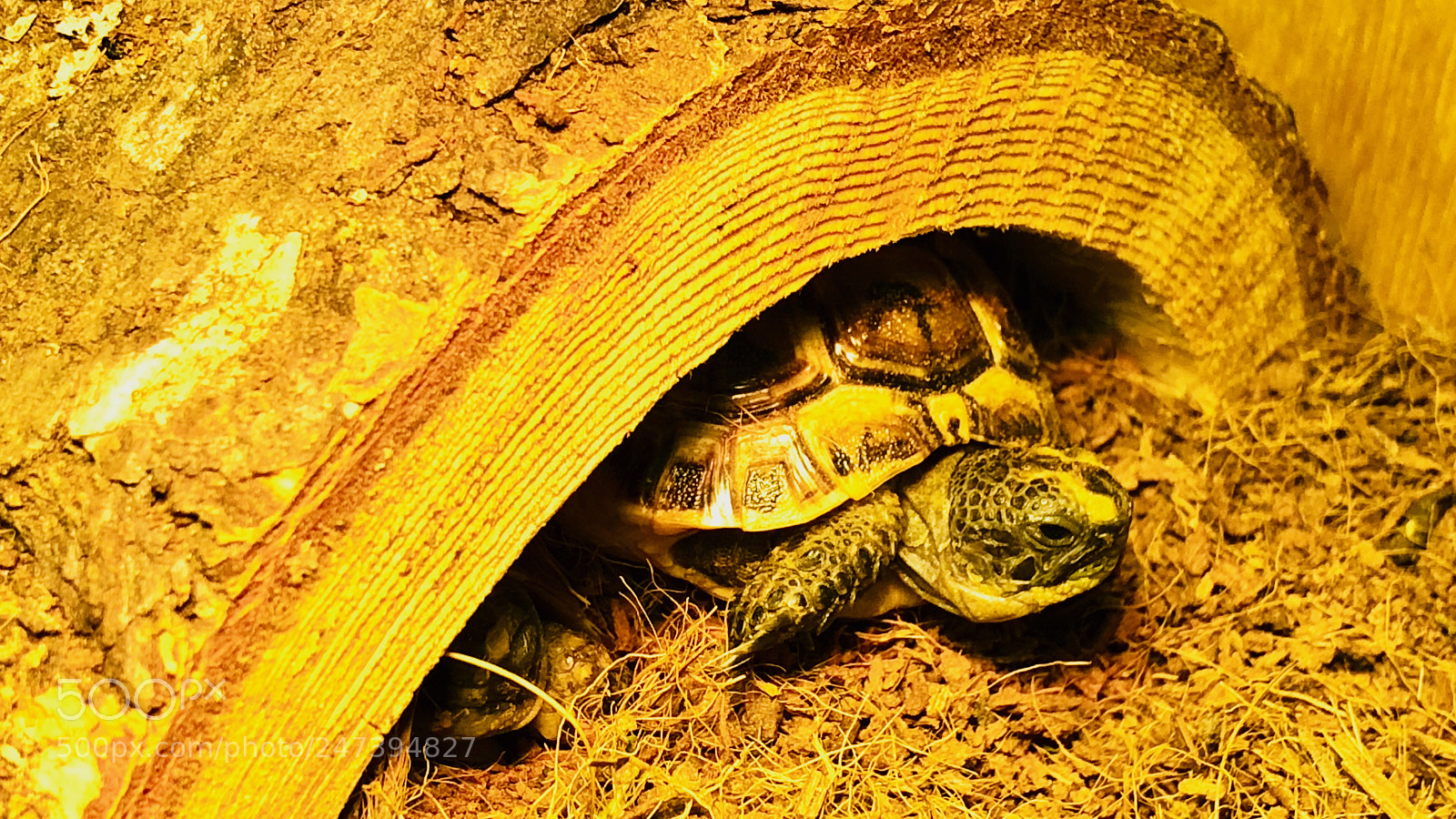 Apple iPhone 8 Plus sample photo. Tortoises - february 2018 photography