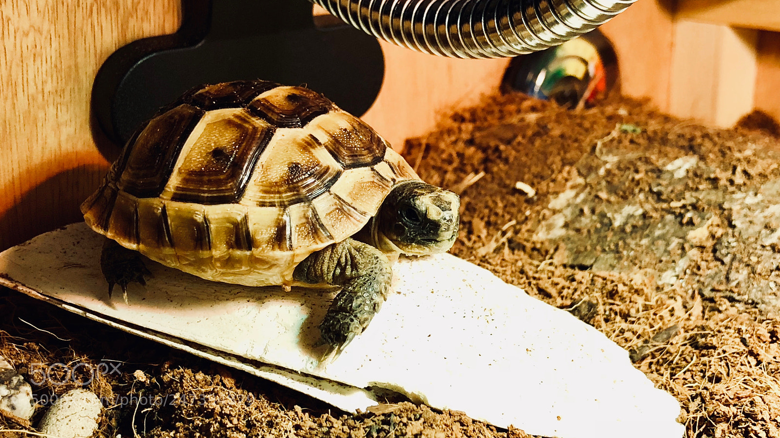Apple iPhone 8 Plus sample photo. Tortoises - february 2018 photography