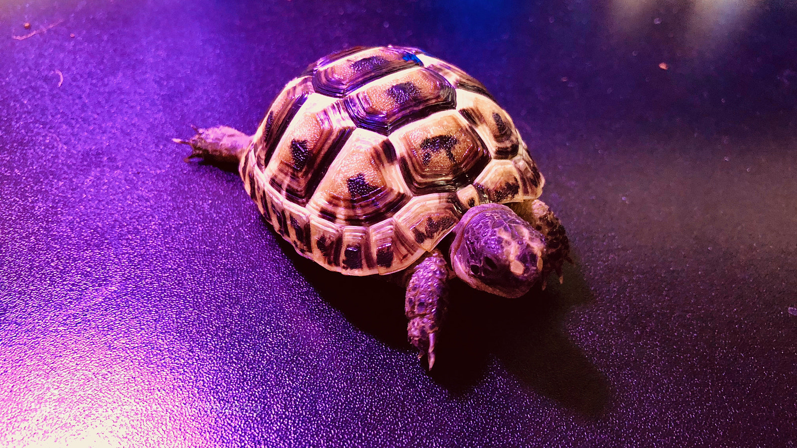 Apple iPhone 8 Plus sample photo. Tortoises - february 2018 photography