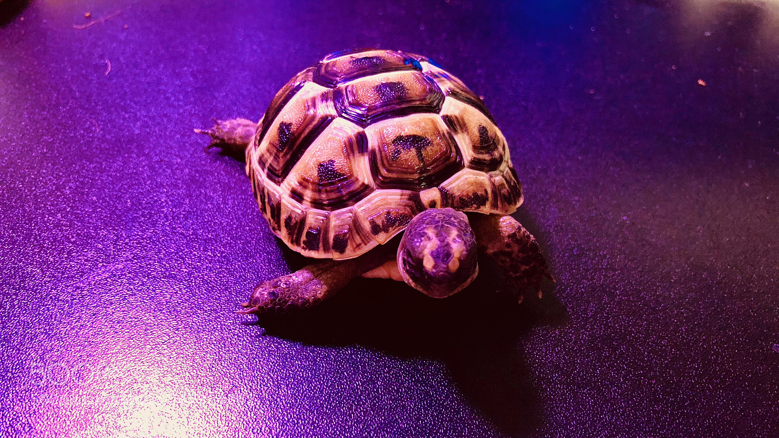 Apple iPhone 8 Plus sample photo. Tortoises - february 2018 photography