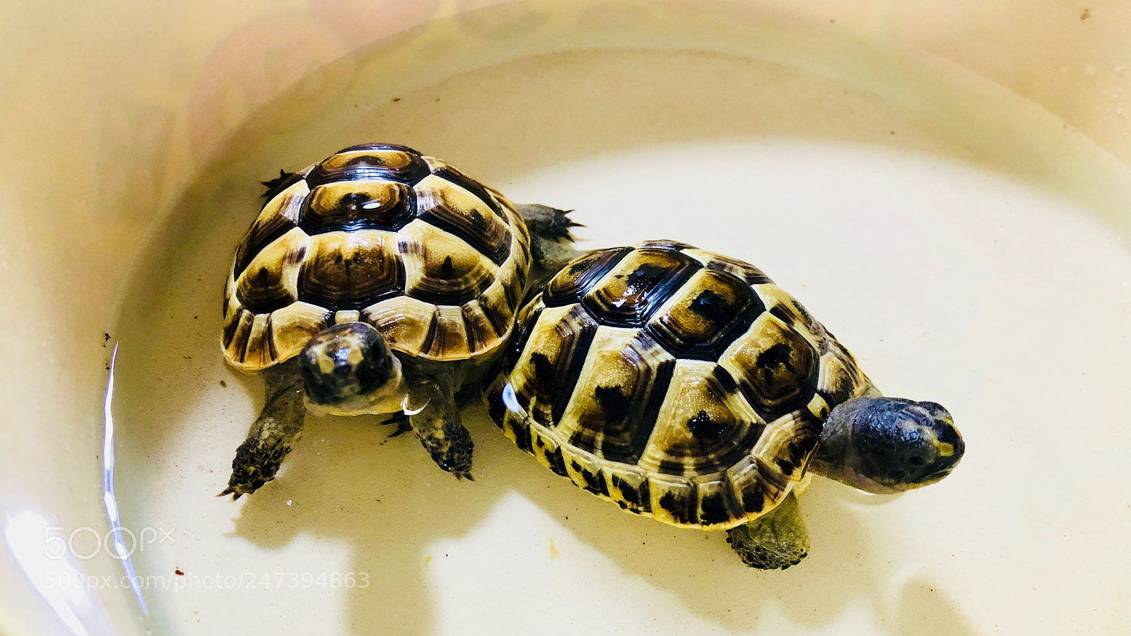 Apple iPhone 8 Plus sample photo. Tortoises - february 2018 photography