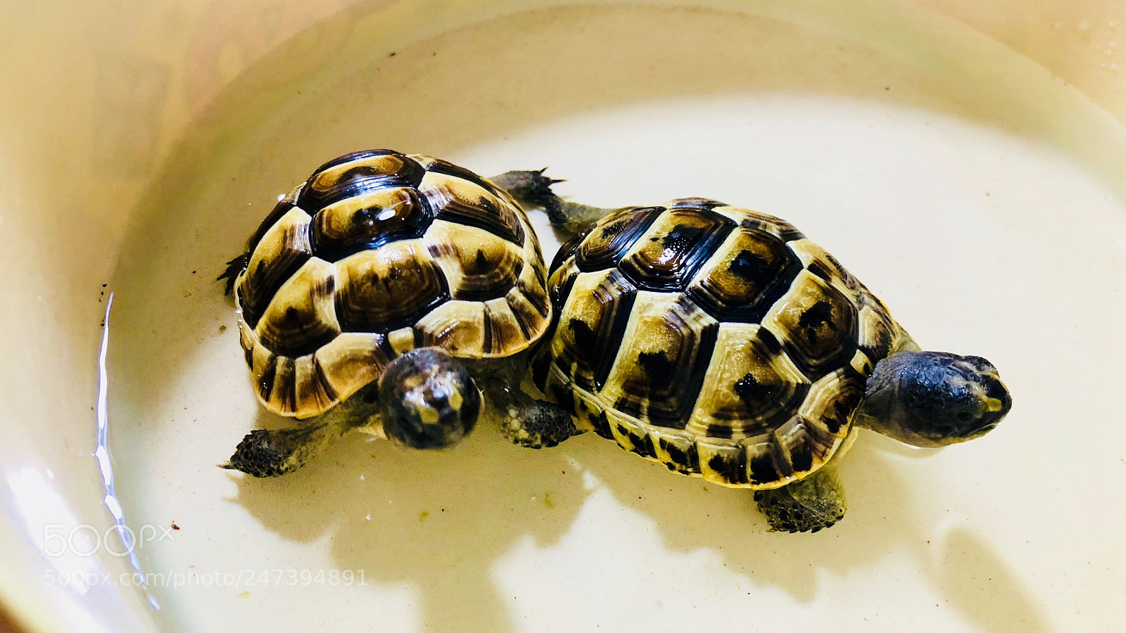 Apple iPhone 8 Plus sample photo. Tortoises - february 2018 photography