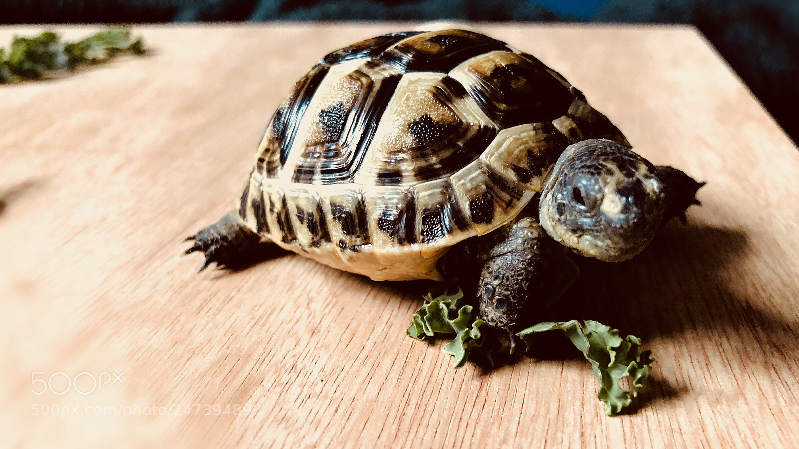 Apple iPhone 8 Plus sample photo. Tortoises - february 2018 photography