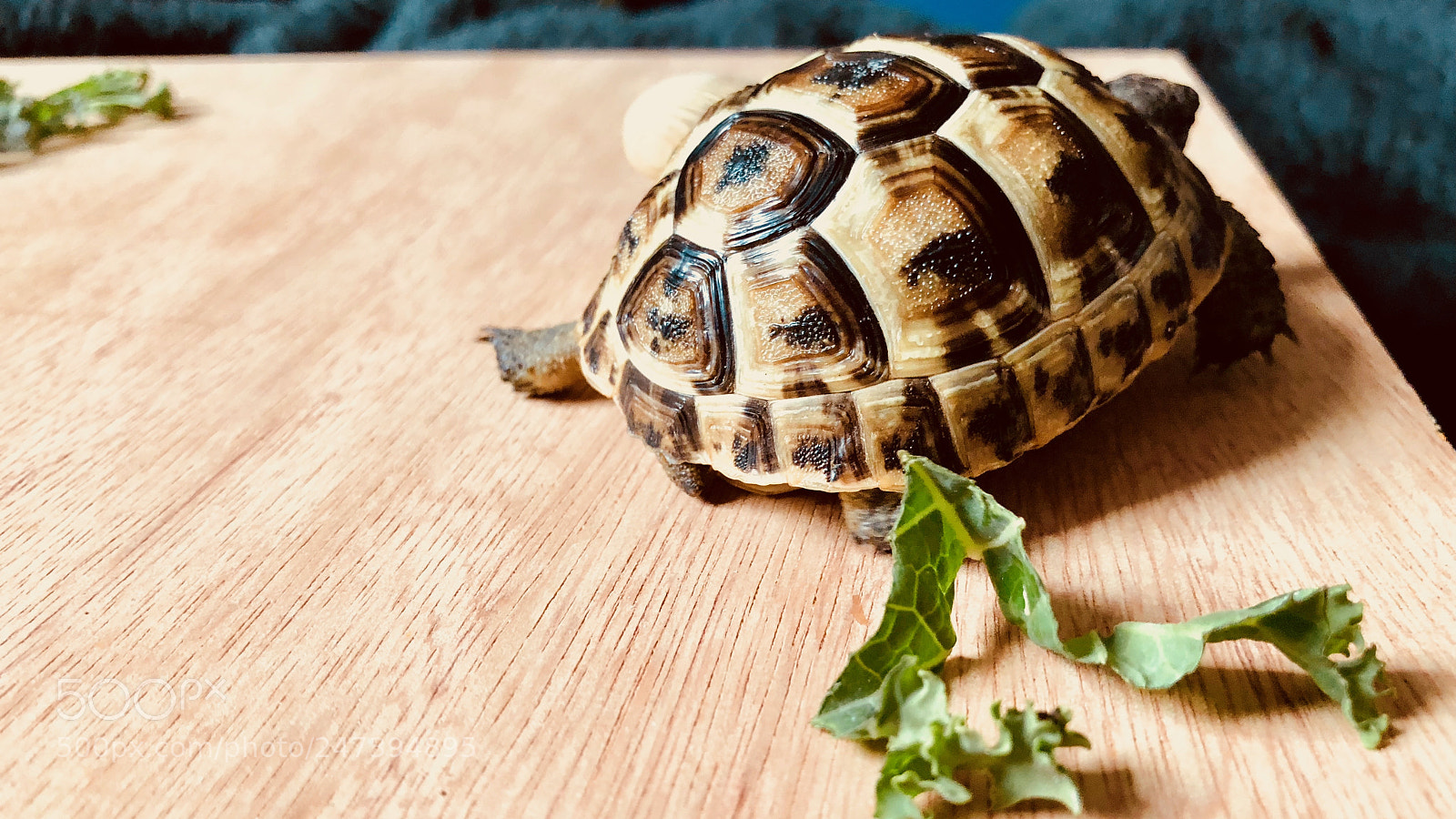 Apple iPhone 8 Plus sample photo. Tortoises - february 2018 photography