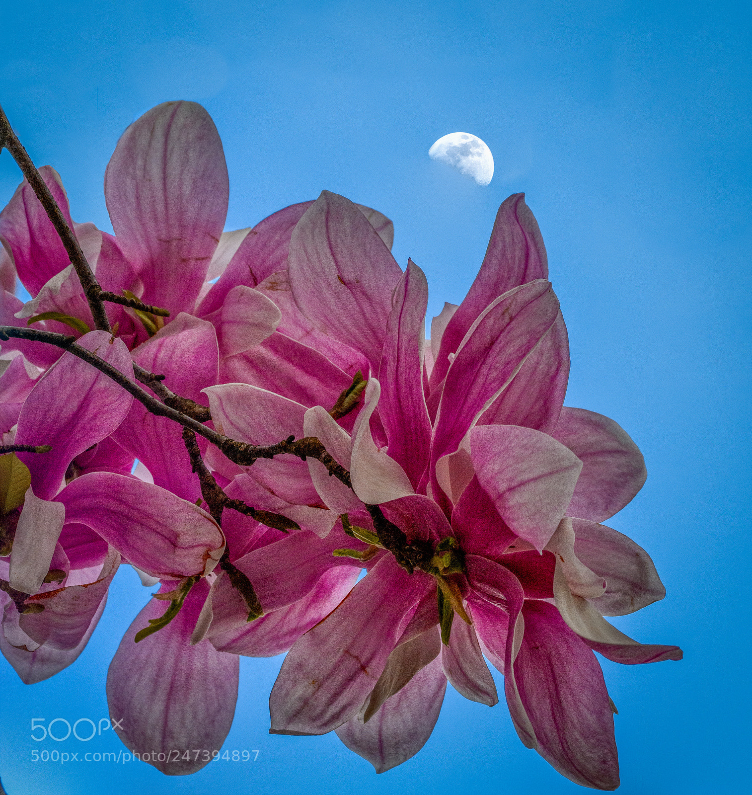 Nikon D850 sample photo. Early spring in atlanta photography