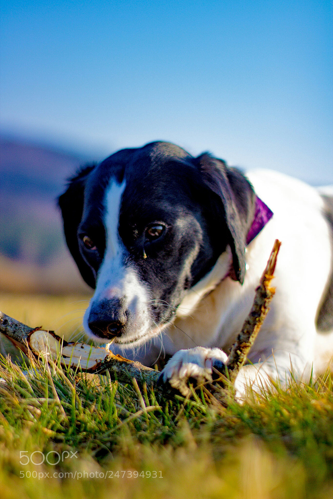 Canon EOS 1300D (EOS Rebel T6 / EOS Kiss X80) sample photo. Soft focus dog. photography