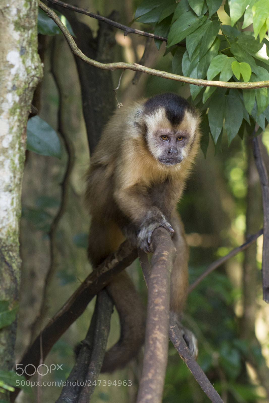 Canon EOS 700D (EOS Rebel T5i / EOS Kiss X7i) sample photo. Macaco prego photography