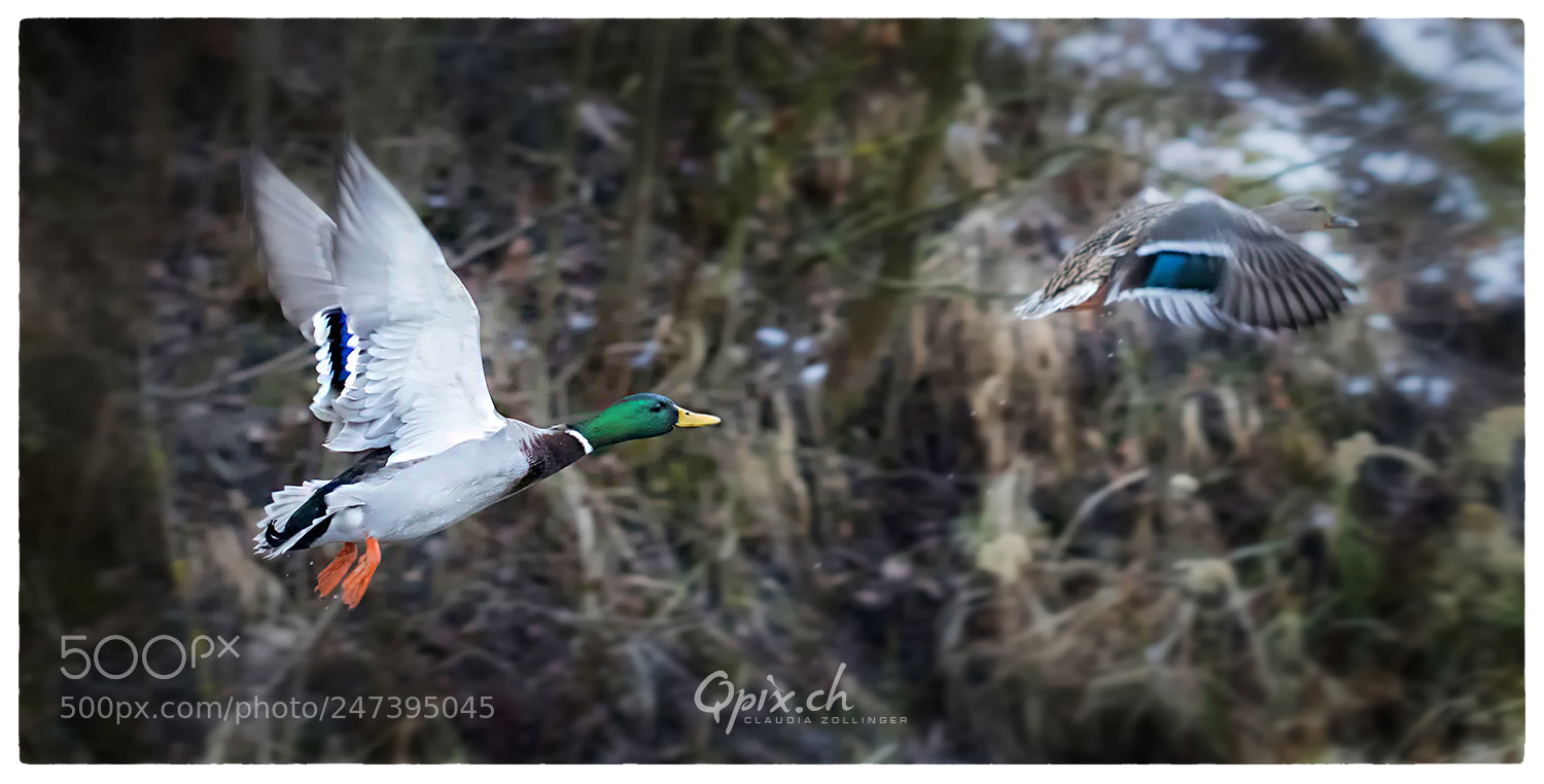 Canon EOS 80D sample photo. Mr. mrs. duck im photography