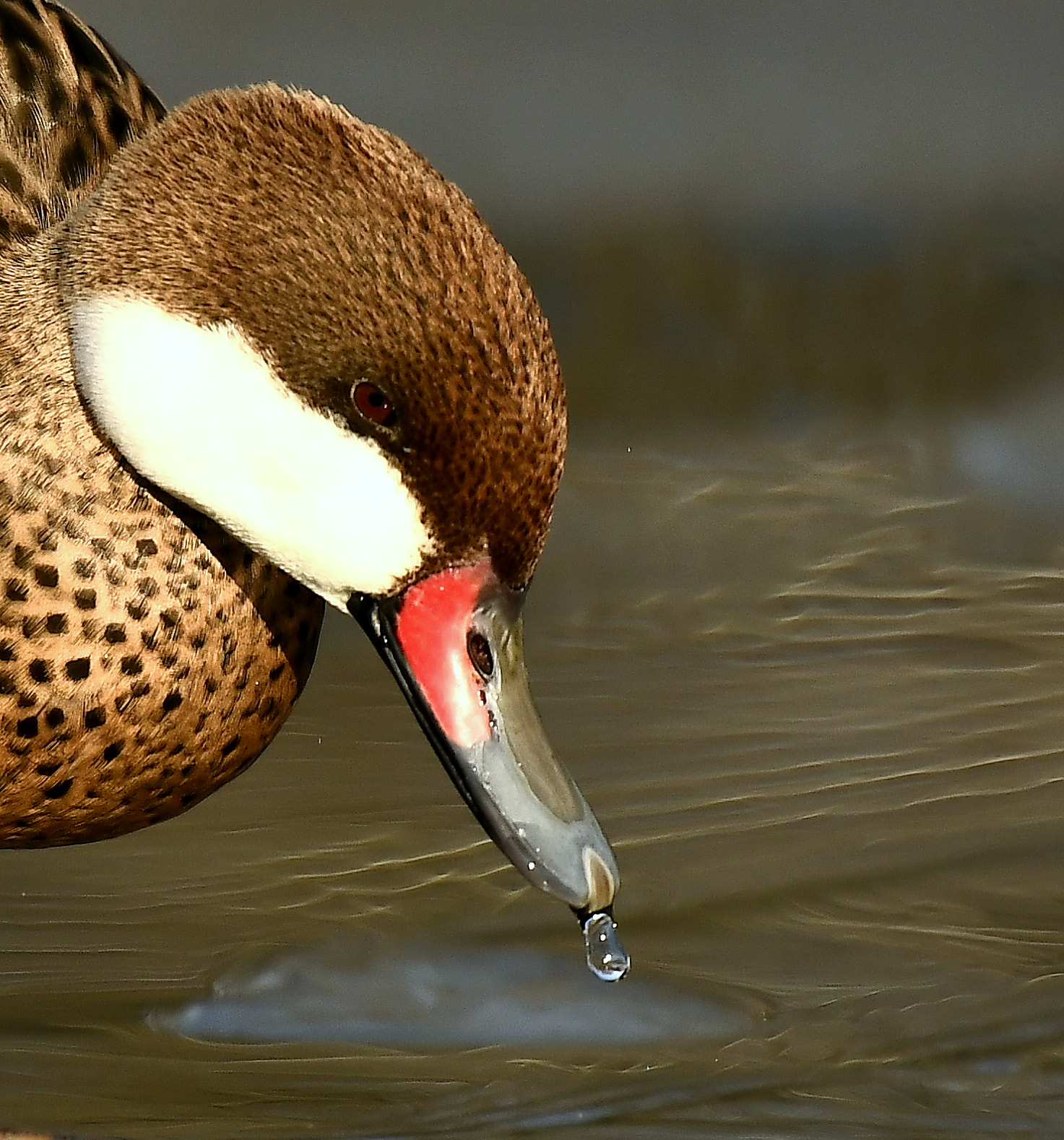 Nikon D500 + Nikon Nikkor AF-S 300mm F4E PF ED VR sample photo. Pearl-fisher... photography