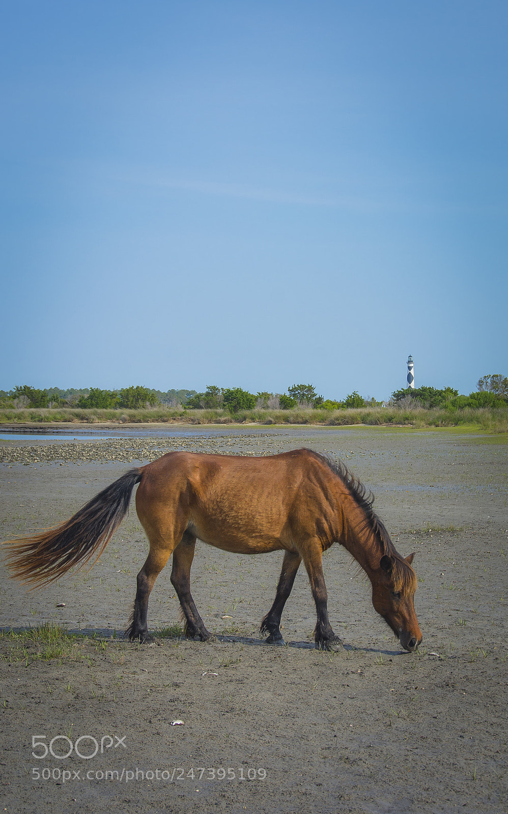 Nikon D7100 sample photo. A wild horse in photography