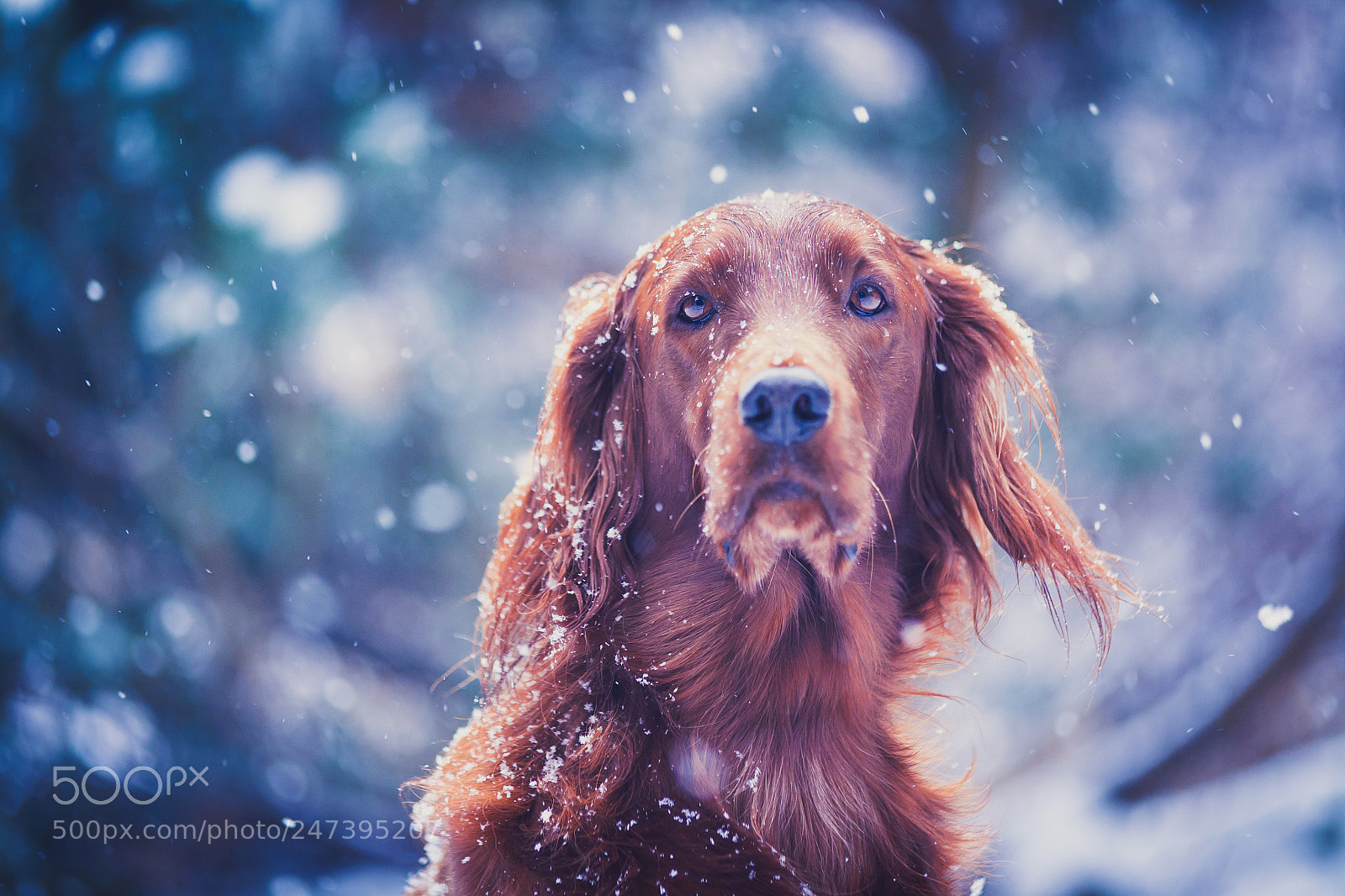 Canon EOS 5D sample photo. Late winter blues photography