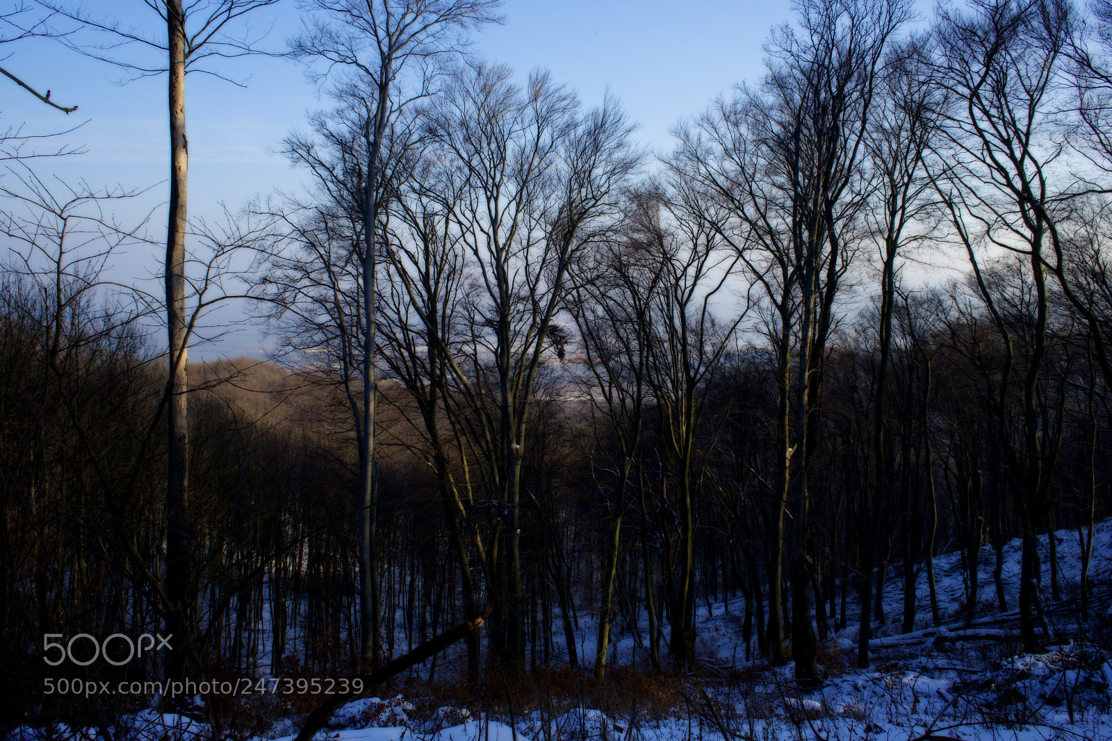 Sony a7 sample photo. Sunset into winter forest photography