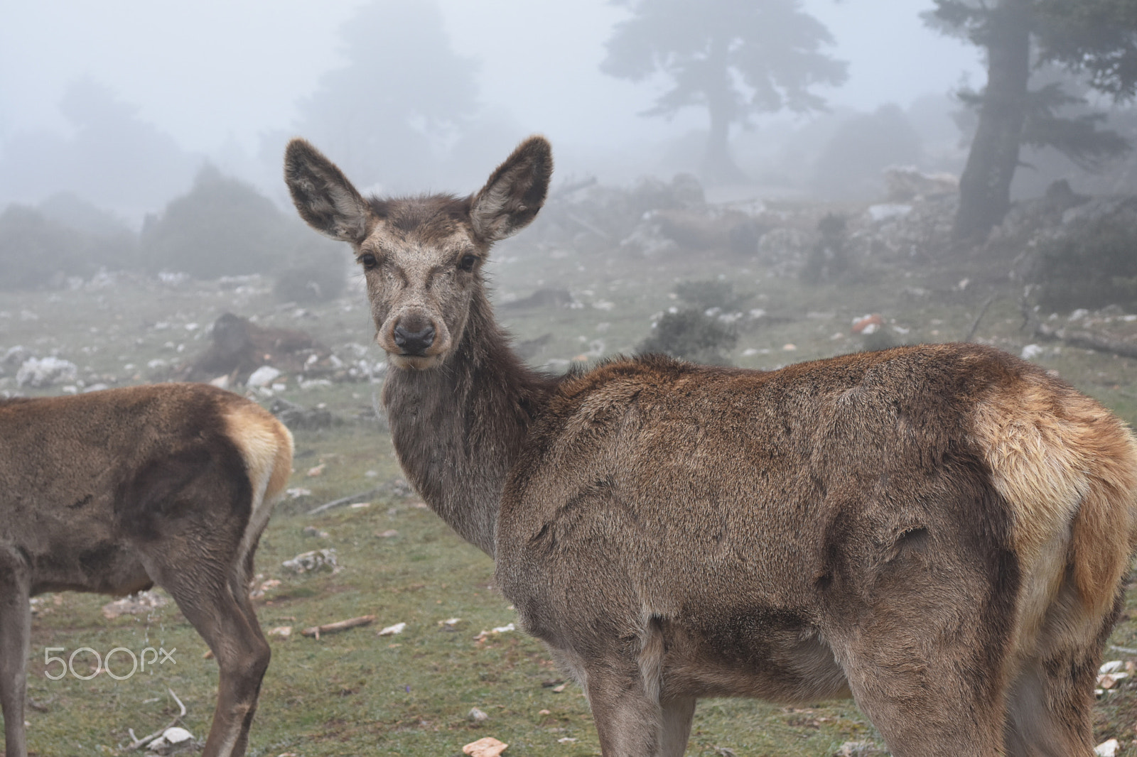 Nikon D7200 sample photo. Cervus elaphus photography