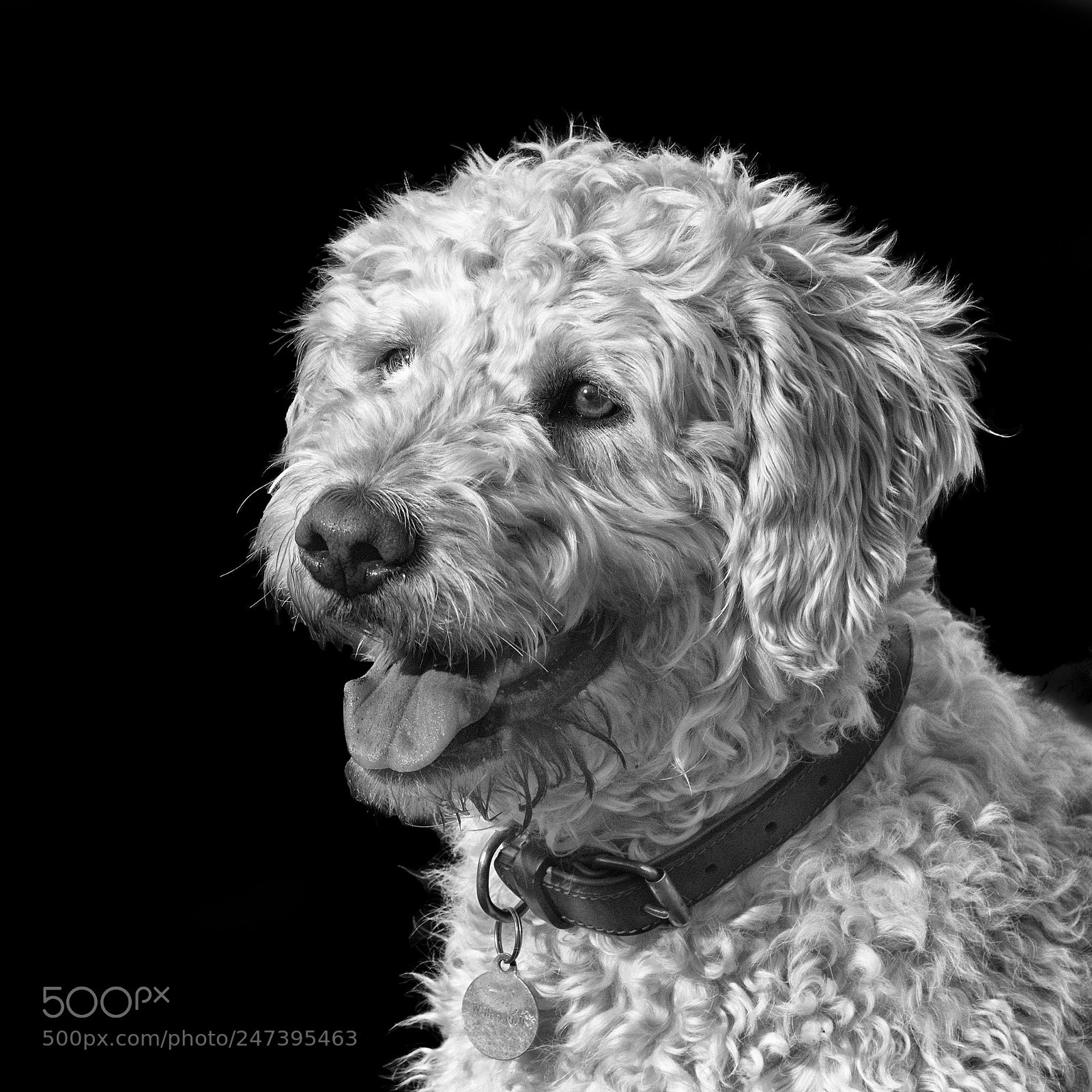 Nikon D810 sample photo. Dog portrait photography