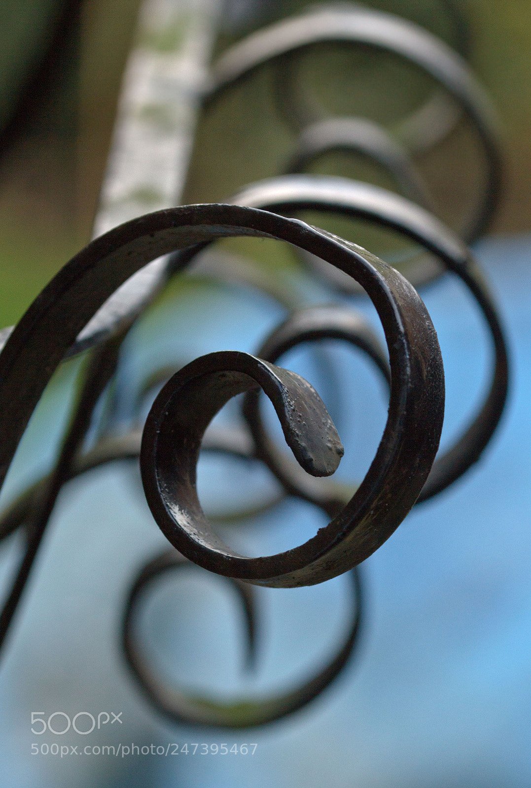 Canon EOS 60D sample photo. Curly. photography