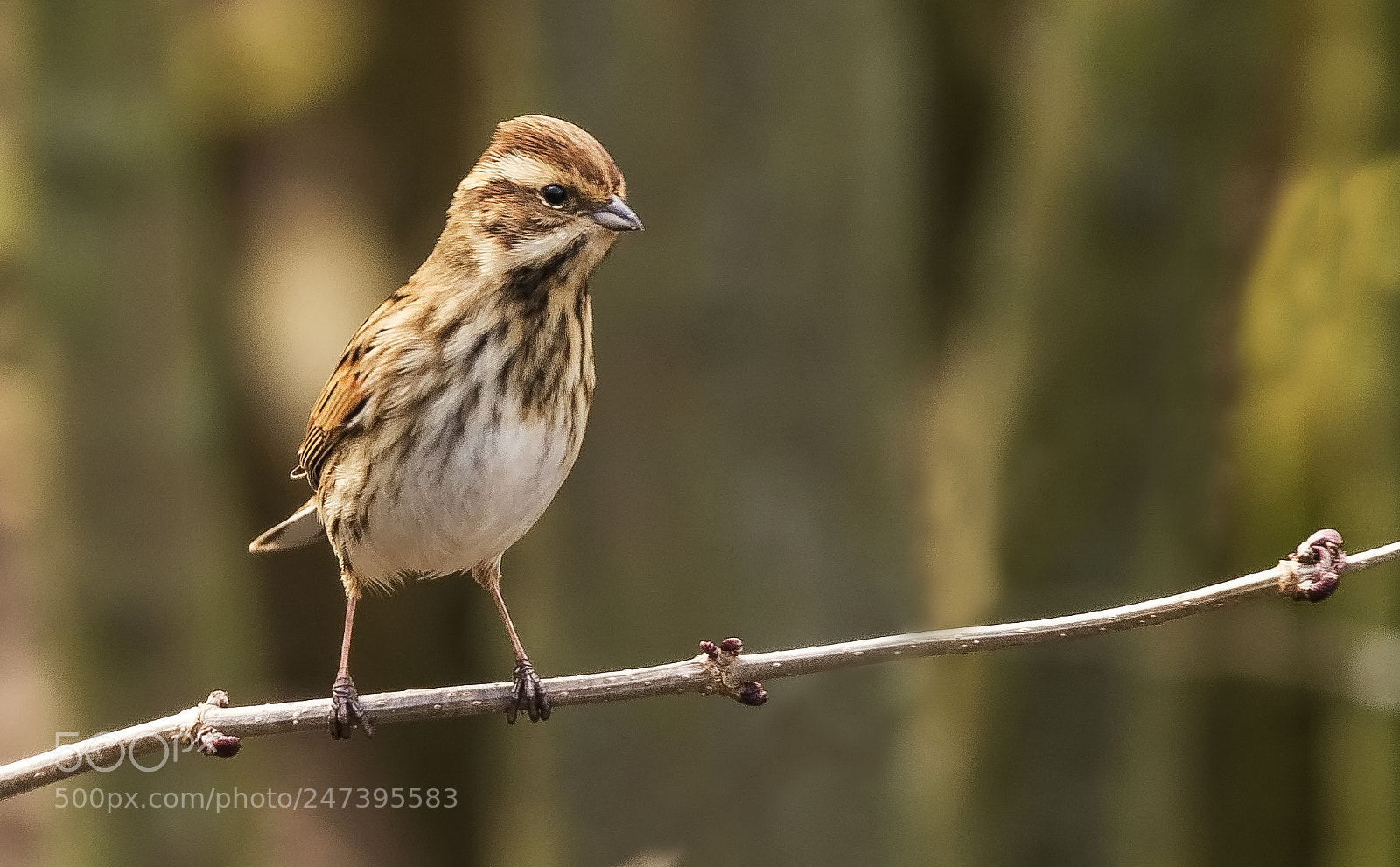 Canon EOS 7D Mark II sample photo. Reed bunting photography