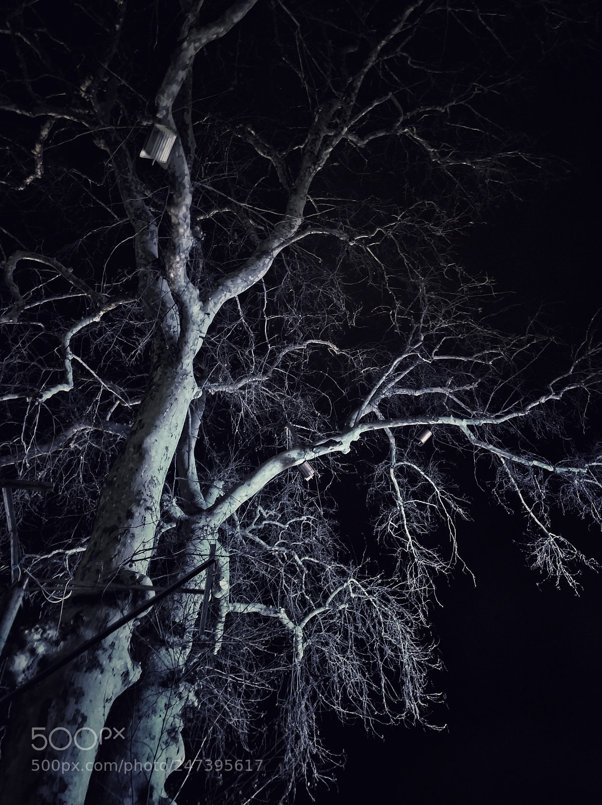 Xiaomi MI6 sample photo. Dark tree photography