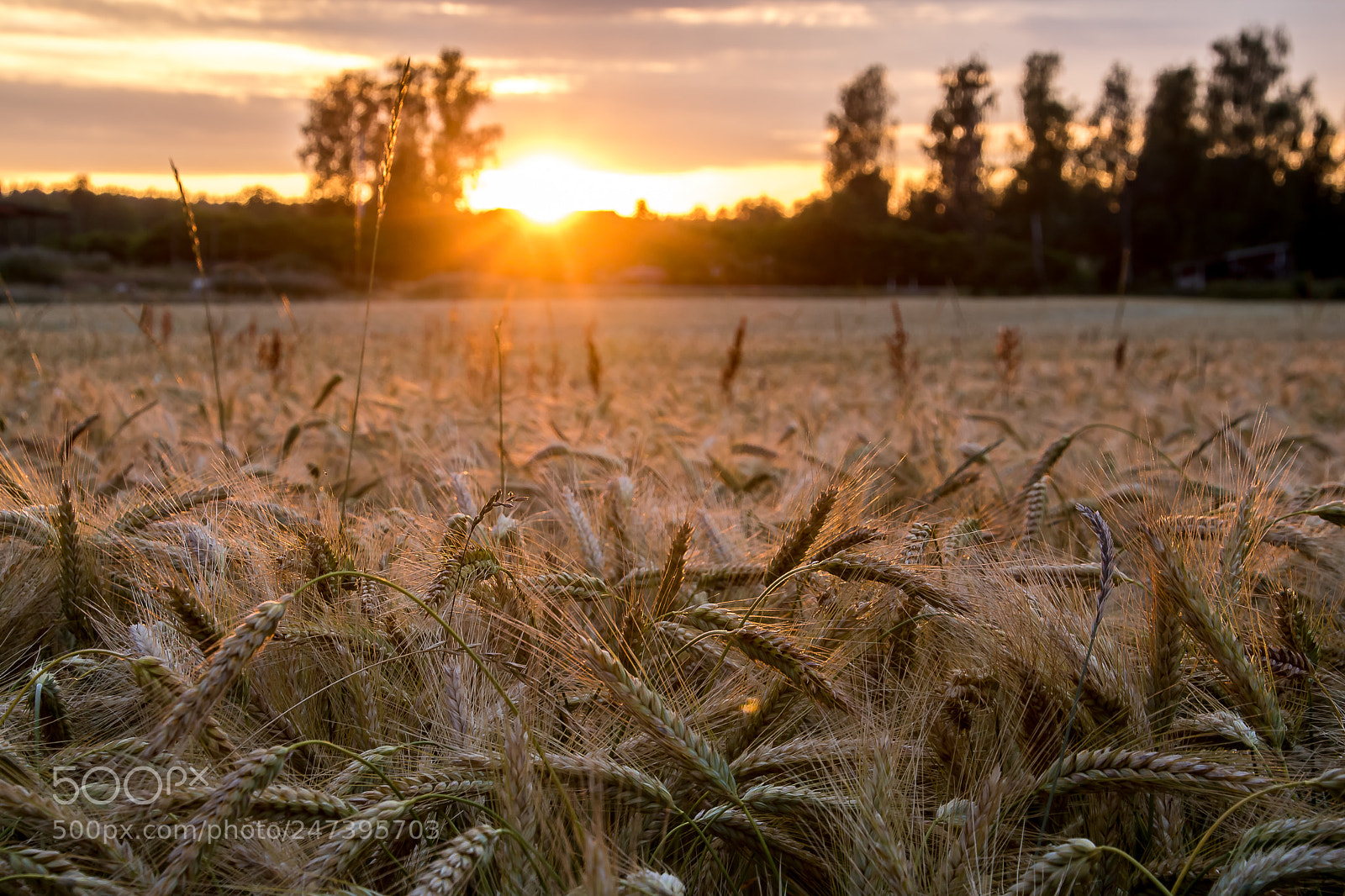 Canon EOS 760D (EOS Rebel T6s / EOS 8000D) sample photo. Gottbol kväll photography