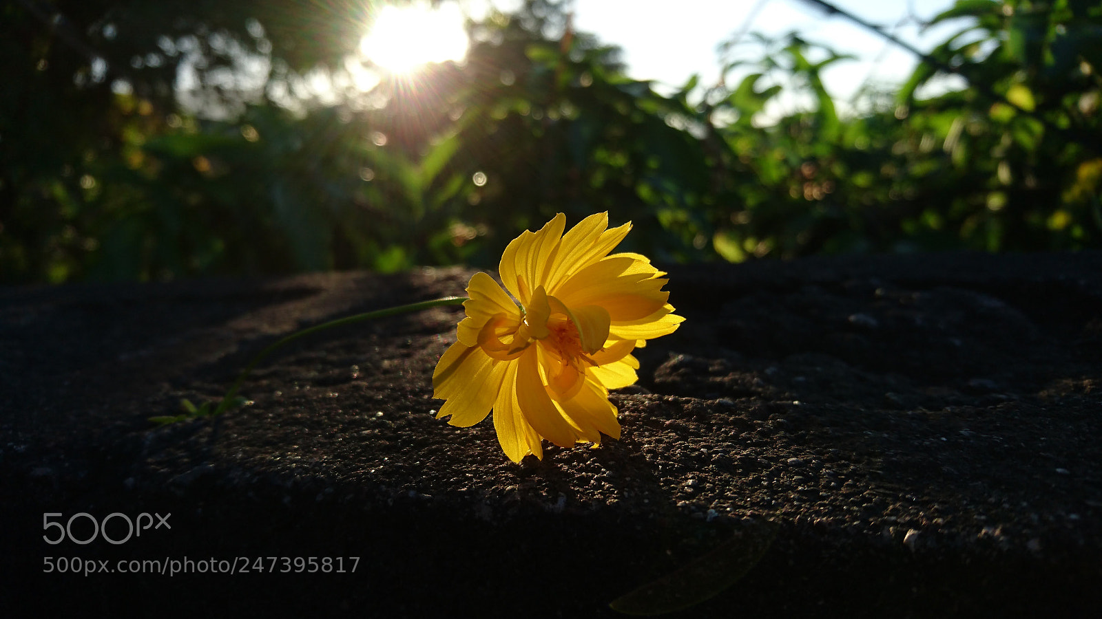 Sony Xperia Z5 sample photo. Untitled photography