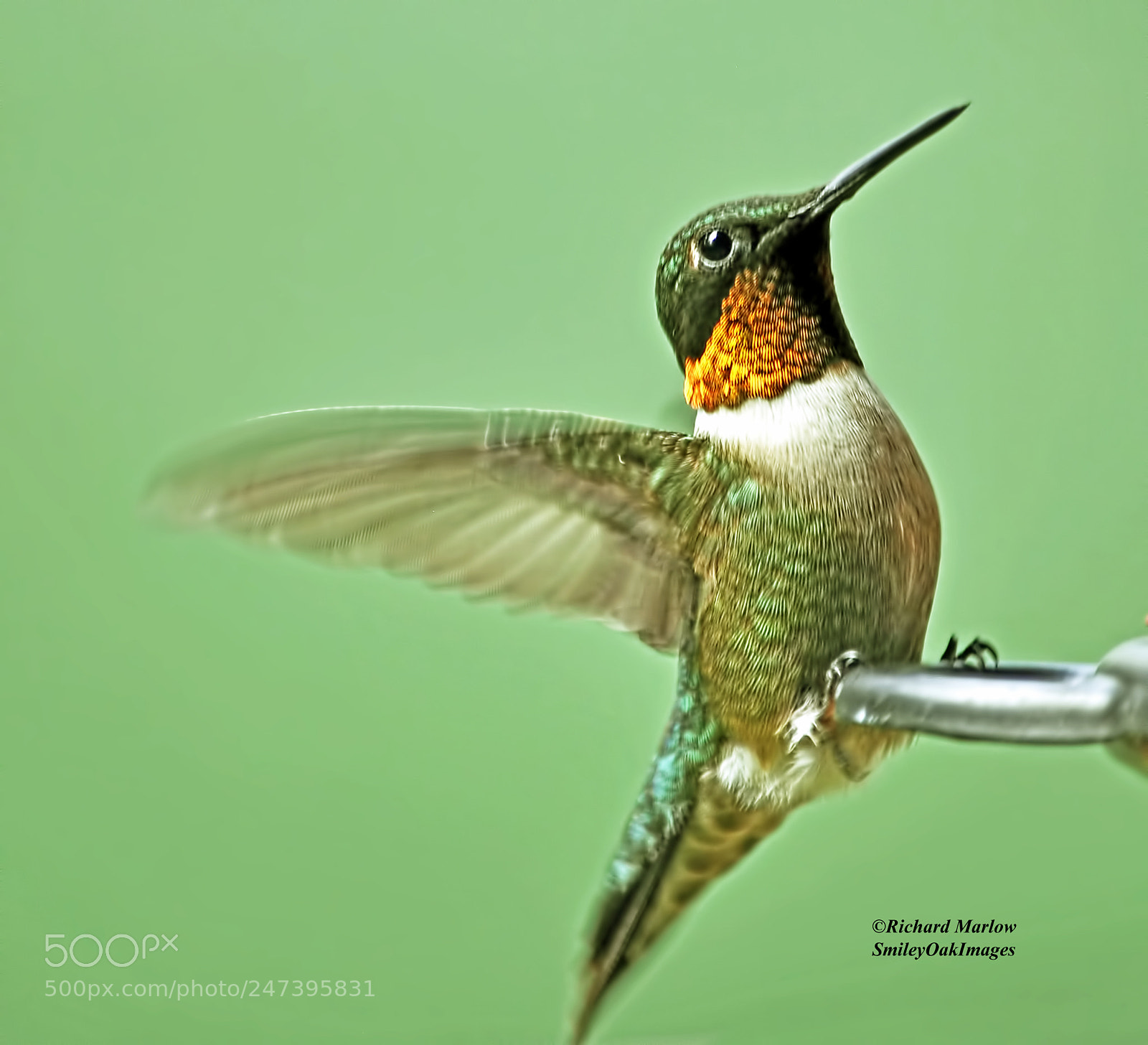 Nikon D5000 sample photo. Hummingbird photography