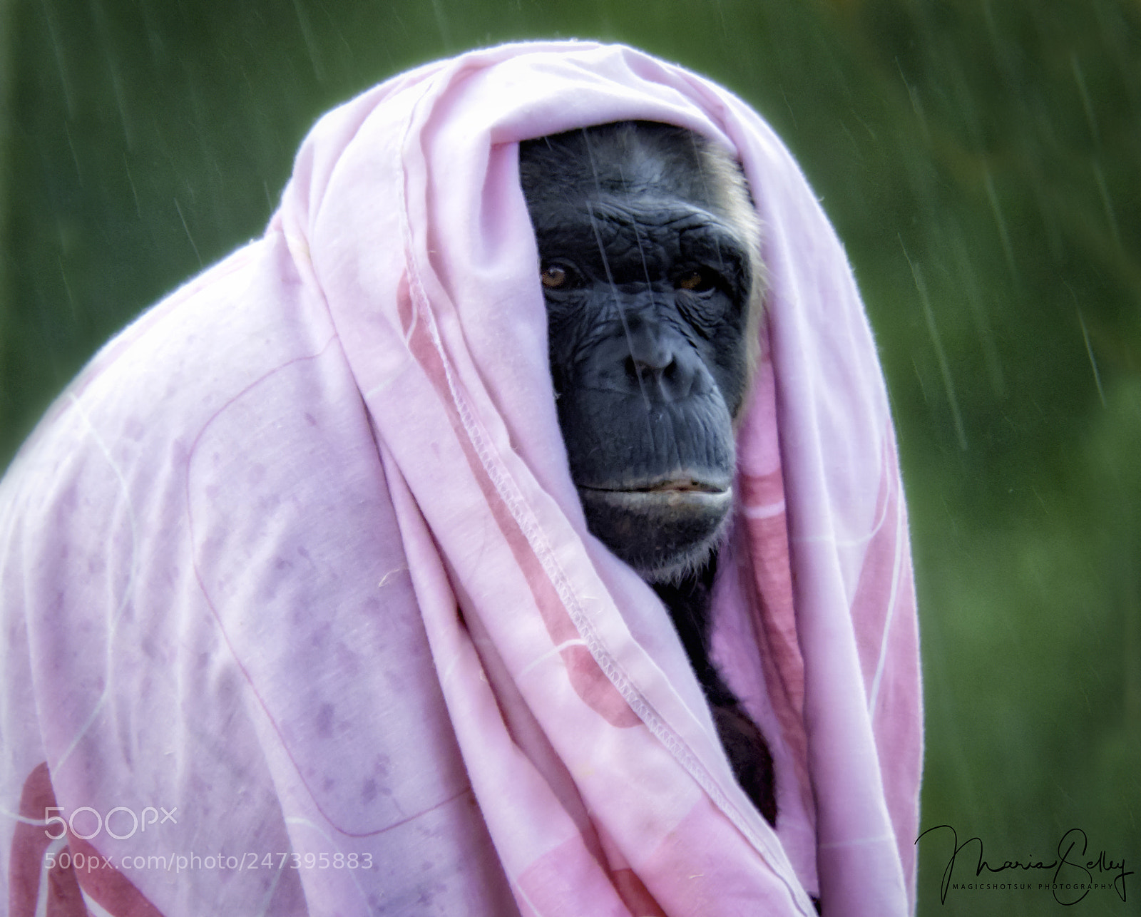 Olympus OM-D E-M1 Mark II sample photo. Its raining photography