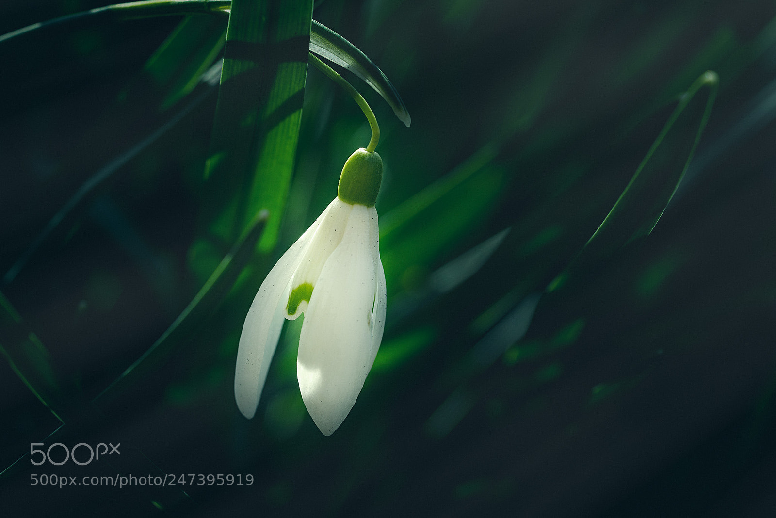 Sony a7R sample photo. Single snowdrop photography