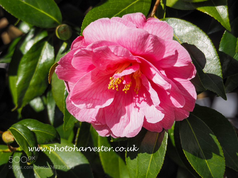 Olympus OM-D E-M10 II sample photo. Camellia beauty photography