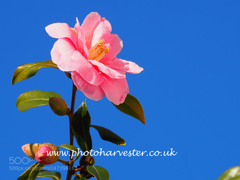 Olympus OM-D E-M10 II sample photo. Pink camellia against a photography