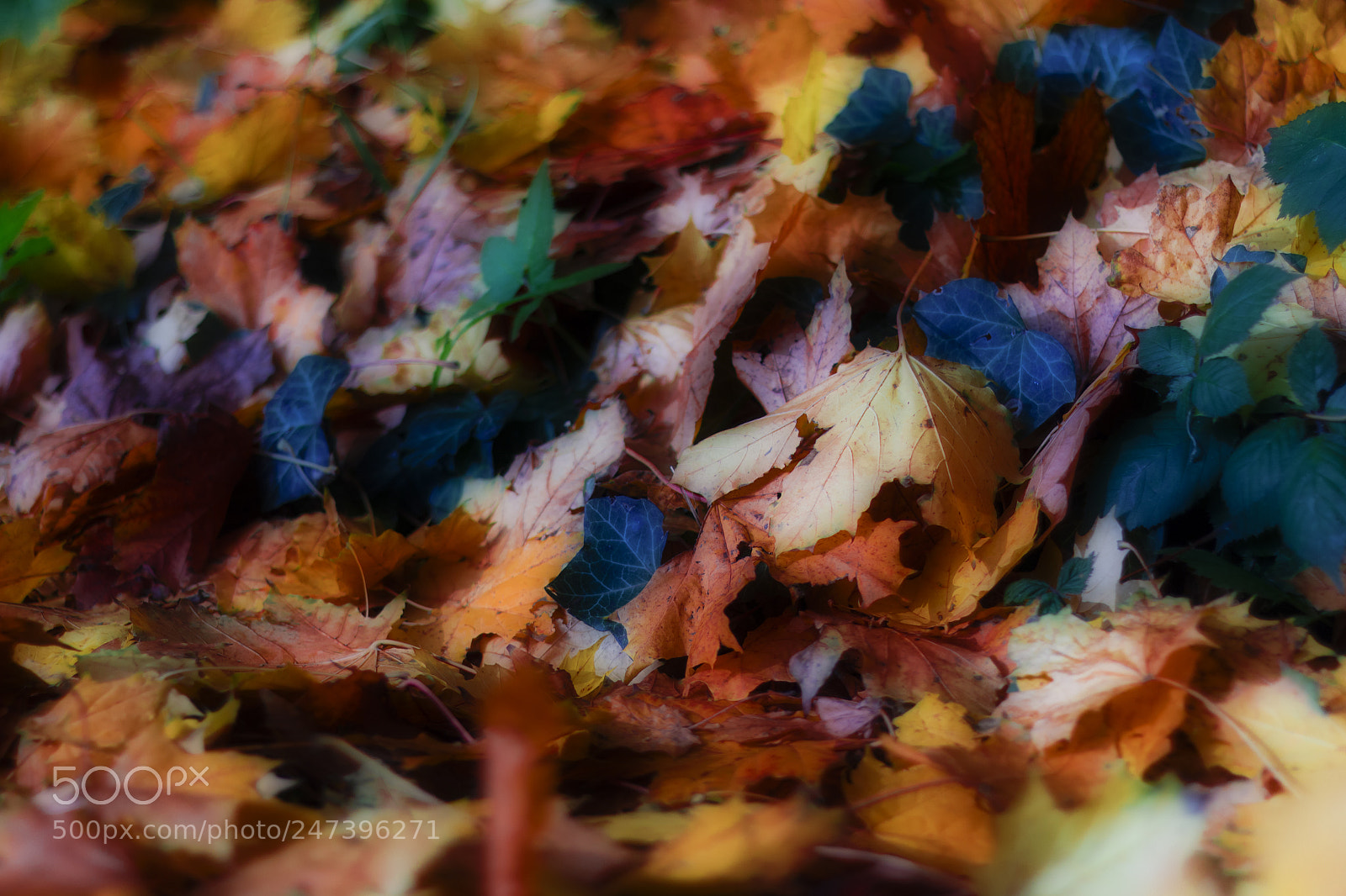 Canon EOS 700D (EOS Rebel T5i / EOS Kiss X7i) sample photo. Autumn leaves photography