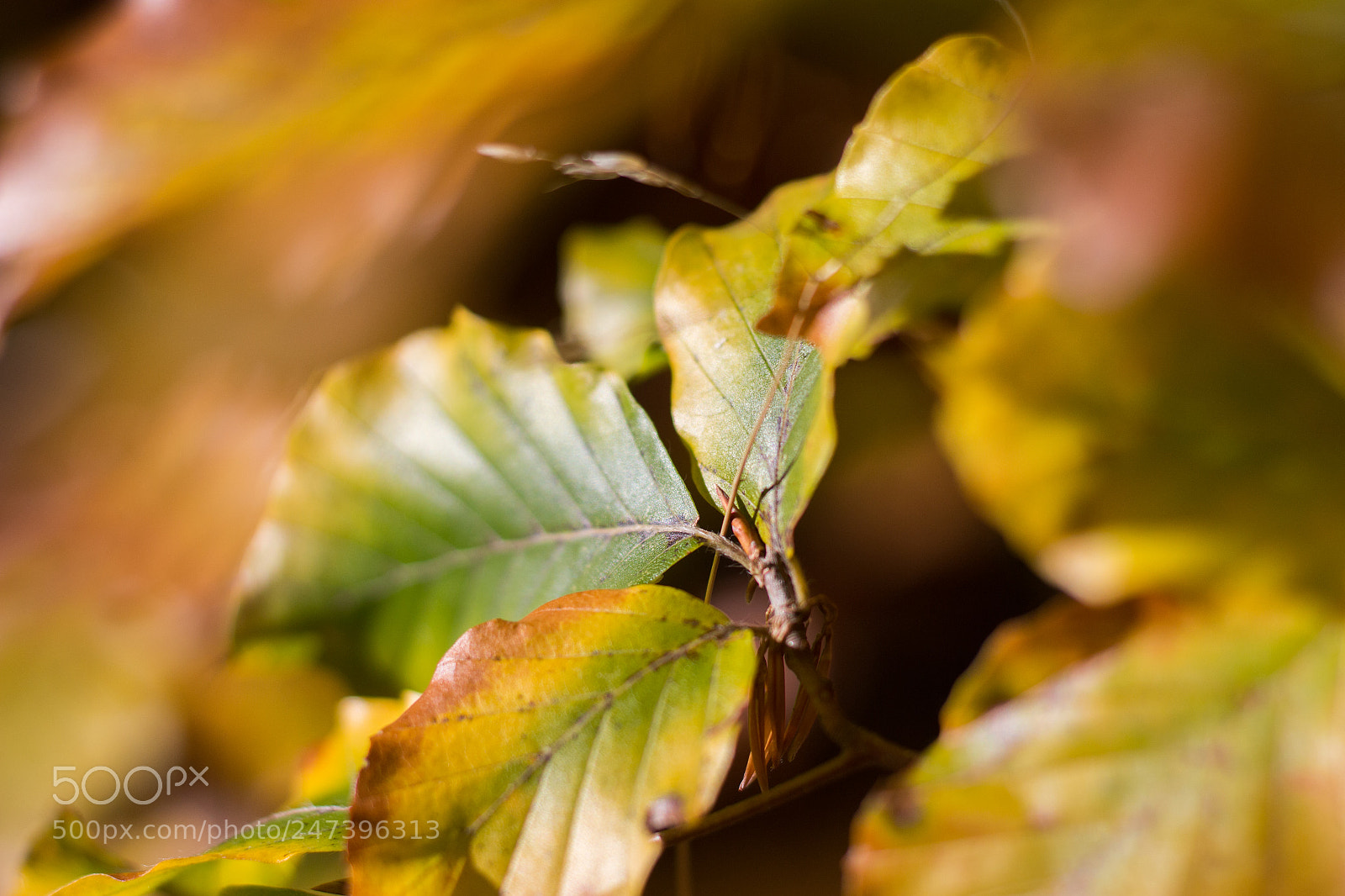Canon EOS 100D (EOS Rebel SL1 / EOS Kiss X7) sample photo. Autumn foliage photography