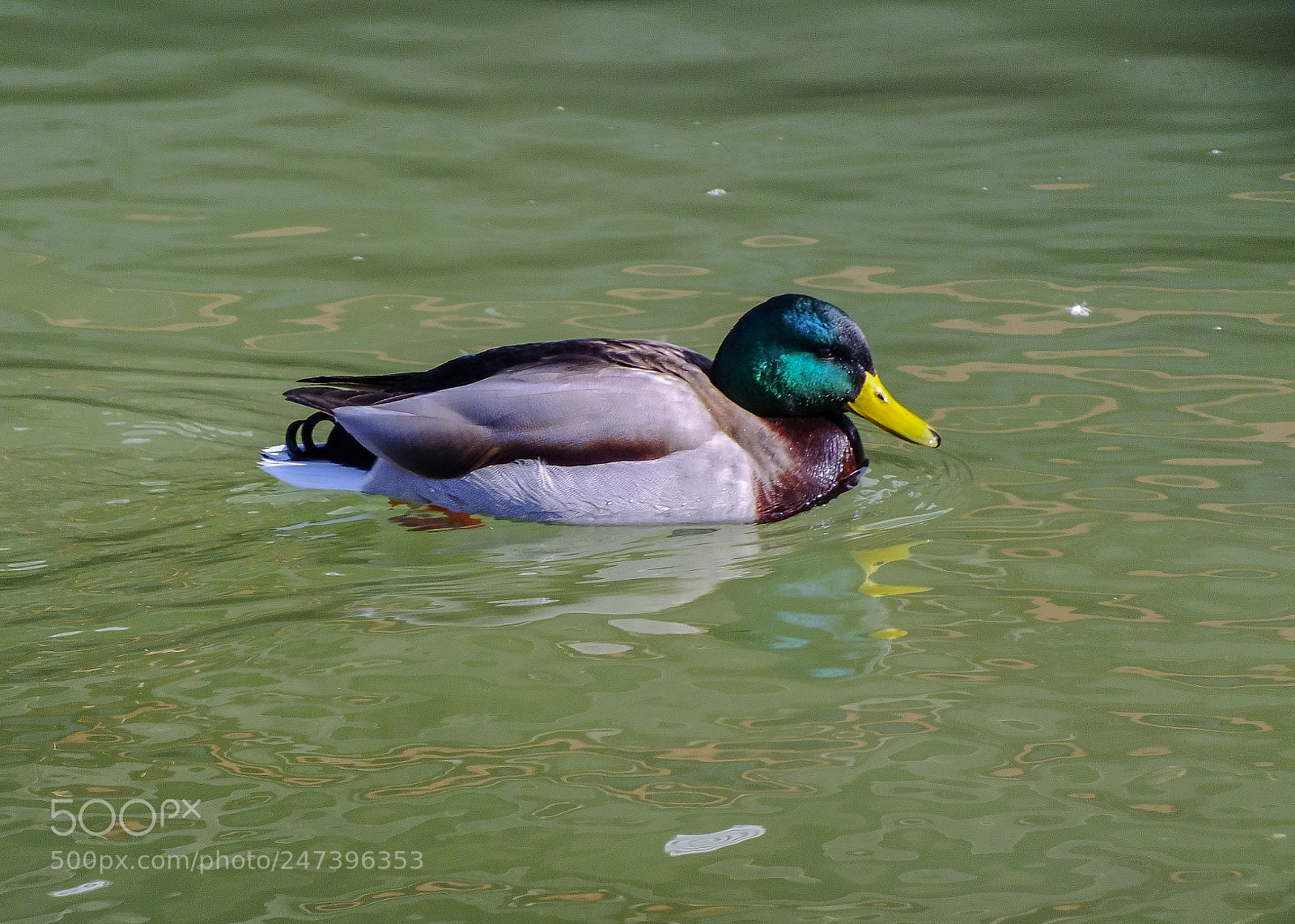 FujiFilm FinePix HS20 EXR (FinePix HS22 EXR) sample photo. Duck photography