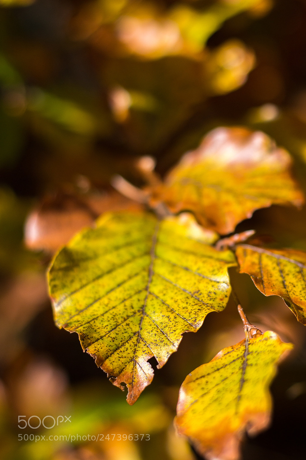 Canon EOS 100D (EOS Rebel SL1 / EOS Kiss X7) sample photo. Foliage art photography
